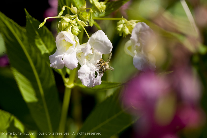 sujets/impatiens/img/5d036568.jpg