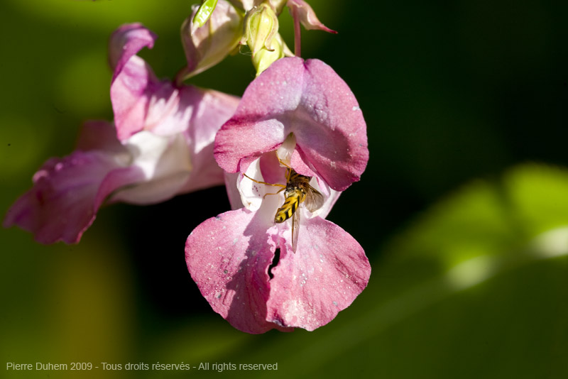 sujets/impatiens/img/5d036595.jpg