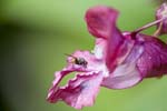 Image pour Impatiens%20glandulifera