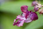 Image pour Impatiens%20glandulifera