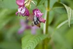 Image pour Impatiens%20glandulifera