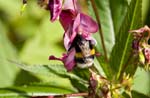 Image pour Impatiens%20glandulifera