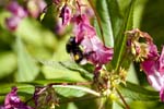 Image pour Impatiens%20glandulifera