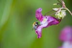 Image pour Impatiens%20glandulifera