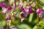 Picture for Impatiens%20glandulifera