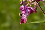 Image pour Impatiens%20glandulifera