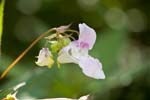 Picture for Impatiens%20glandulifera