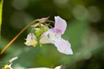 Image pour Impatiens%20glandulifera