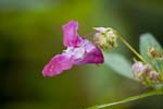 Image pour Impatiens%20glandulifera