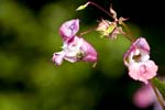 Picture for Impatiens%20glandulifera