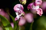 Picture for Impatiens%20glandulifera