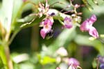 Image pour Impatiens%20glandulifera