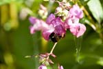 Picture for Impatiens%20glandulifera