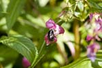 Picture for Impatiens%20glandulifera