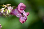 Image pour Impatiens%20glandulifera