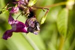 Picture for Impatiens%20glandulifera