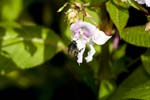 Image pour Impatiens%20glandulifera