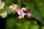 Image pour Impatiens%20glandulifera