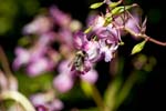 Picture for Impatiens%20glandulifera