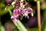 Picture for Impatiens%20glandulifera