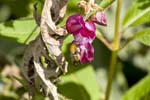 Image pour Impatiens%20glandulifera