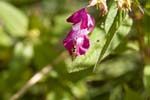 Image pour Impatiens%20glandulifera