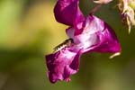 Image pour Impatiens%20glandulifera