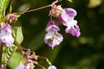 Picture for Impatiens%20glandulifera