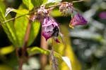 Picture for Impatiens%20glandulifera