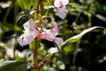 Image pour Impatiens%20glandulifera