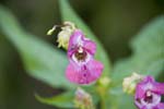 Picture for Impatiens%20glandulifera