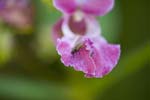 Picture for Impatiens%20glandulifera