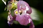 Picture for Impatiens%20glandulifera