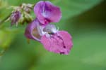 Image pour Impatiens%20glandulifera