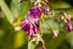 Image pour Impatiens%20glandulifera