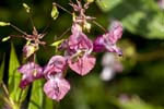 Picture for Impatiens%20glandulifera