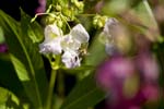 Picture for Impatiens%20glandulifera