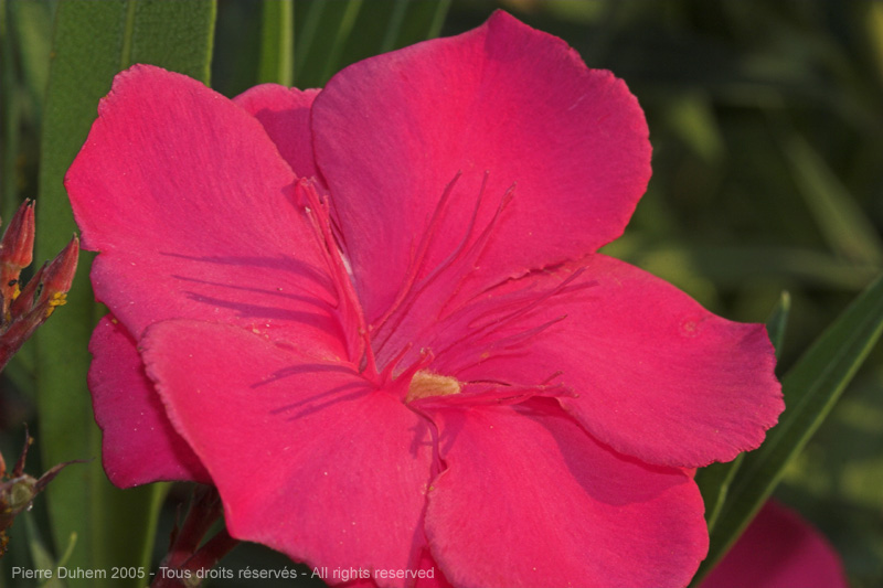 Nerium oleander (Oleander)