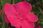 Oleander