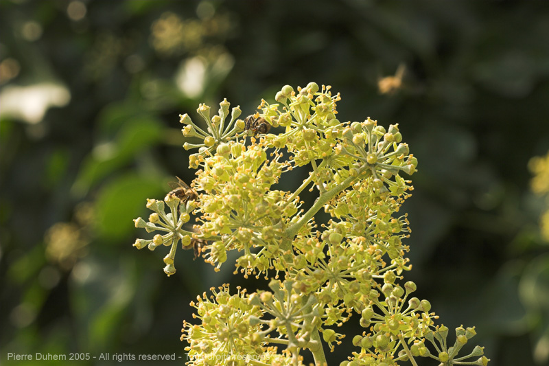 Lierre (Hedera helix)