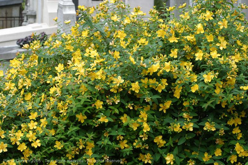 St. John's Wort