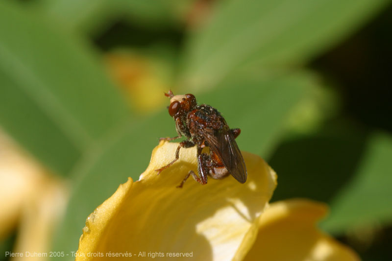 sujets/millep/img/d60_5051.jpg
