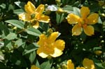 St. John's Wort