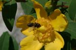 Picture for St. John's Wort