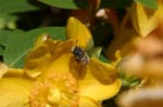 Picture for St. John's Wort