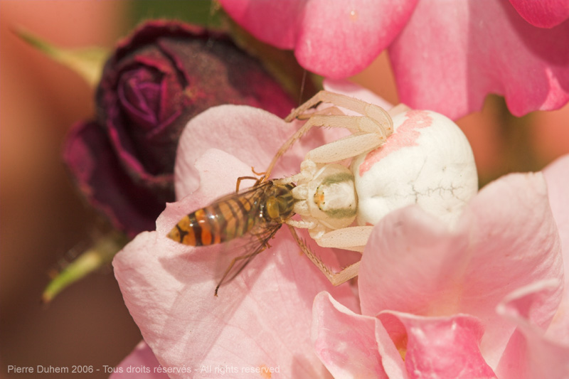 Misumena vatia