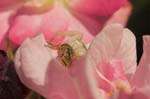 Image pour Misumena vatia