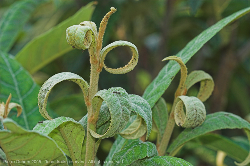 Eriobotrya japonica (Loquat)