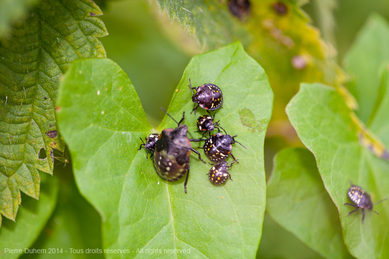 Nezara viridula on Nettle