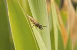 Image pour Hiératiques%20Philanthes